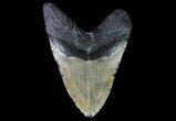 Fossil Megalodon Tooth - Massive Meg #75540-2